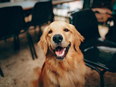 Honden arrangement Badhotel Rockanje - Honden zijn welkmo!