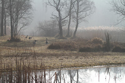 Nieuwjaarswandeling