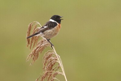 Vroege Vogelwandeling Voornes Duin met Ontbijt